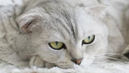 开云体育网址-比赛策略揭秘：得分高手的战术布局，球赛战术