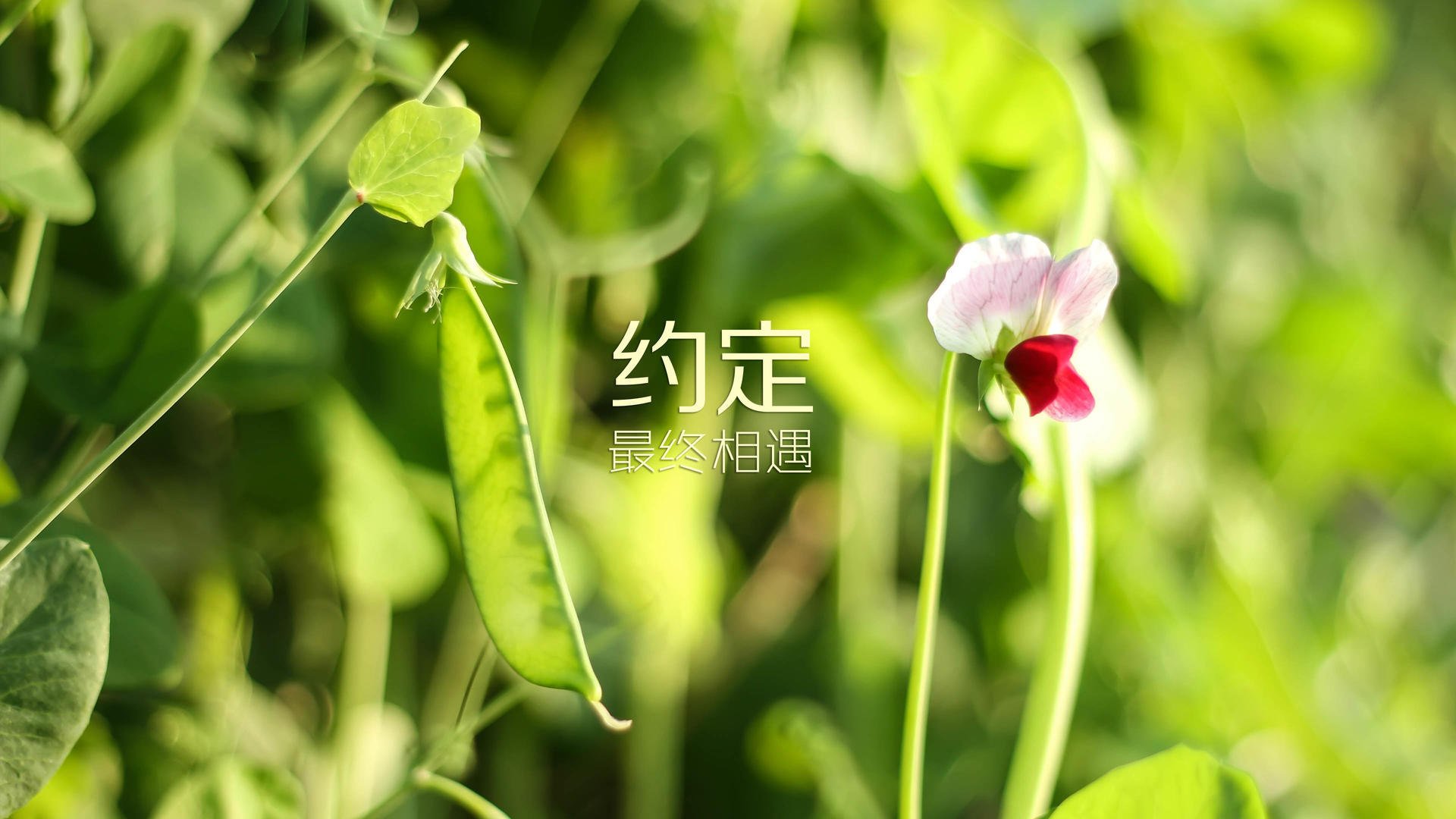 塞内加尔队在巴黎奥运会比赛中展现出快速反击战术，塞内加尔内战