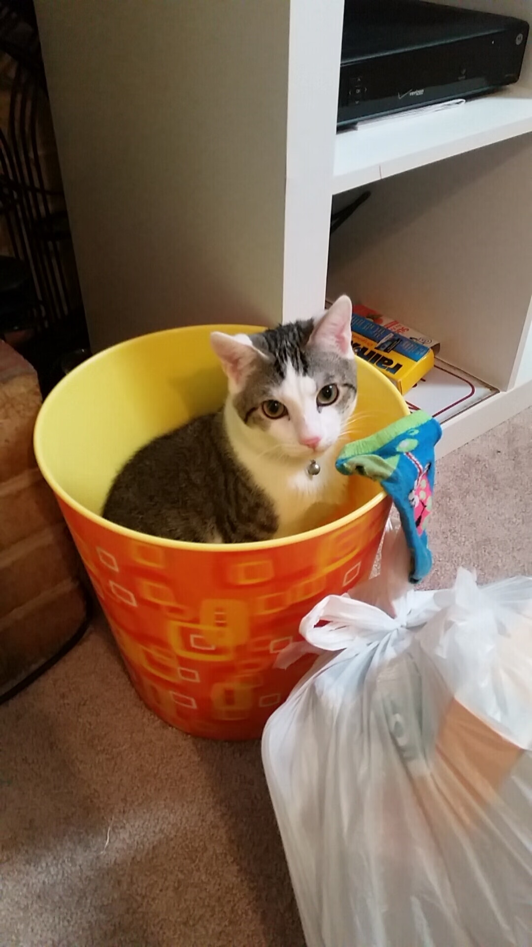 国王客场逆转狼队，取得惊险胜利，篮网逆转国王