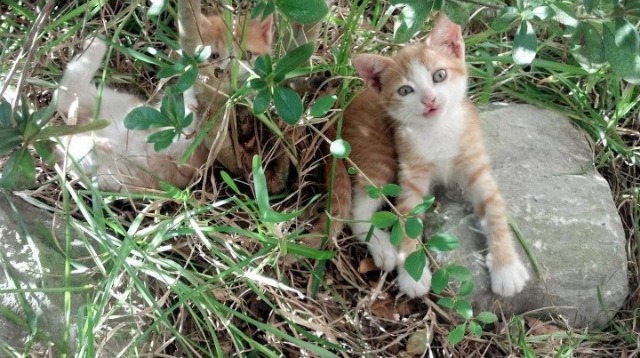 国际足球赛事中,一支球队霸气登场,夺得胜利,国际比赛的足球