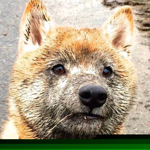 曼联主场战胜狼队，英超联赛中的传统豪门取得胜利，曼联vs狼队阵容