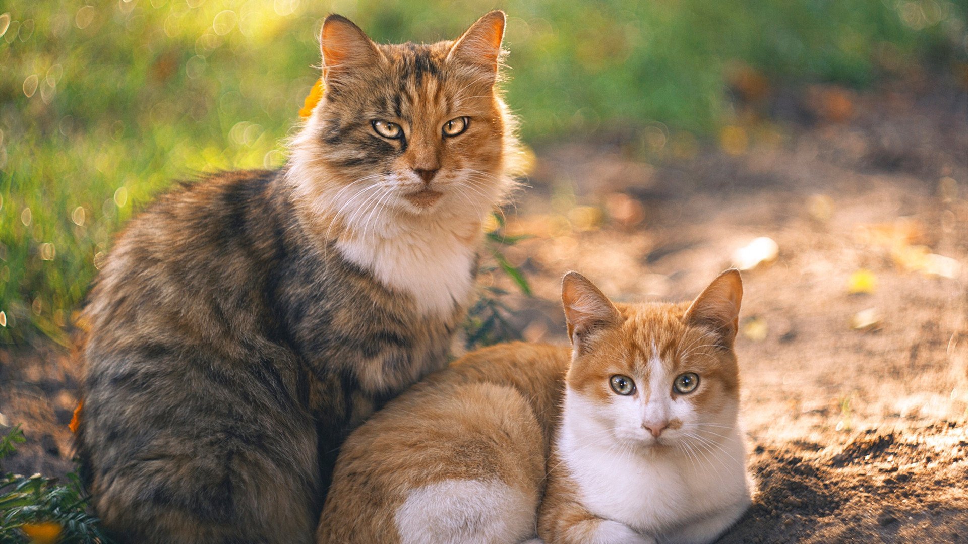沈阳城市加油站门将神勇表现,帮助球队守住胜利,沈阳民营加油站