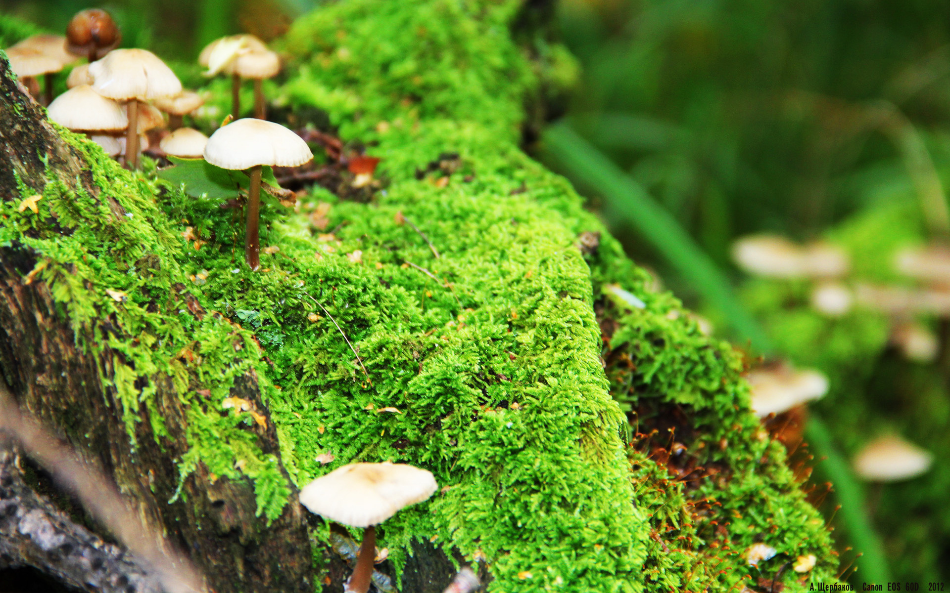 奥预赛中国青年队出战 技术执行得到认可,2022青奥