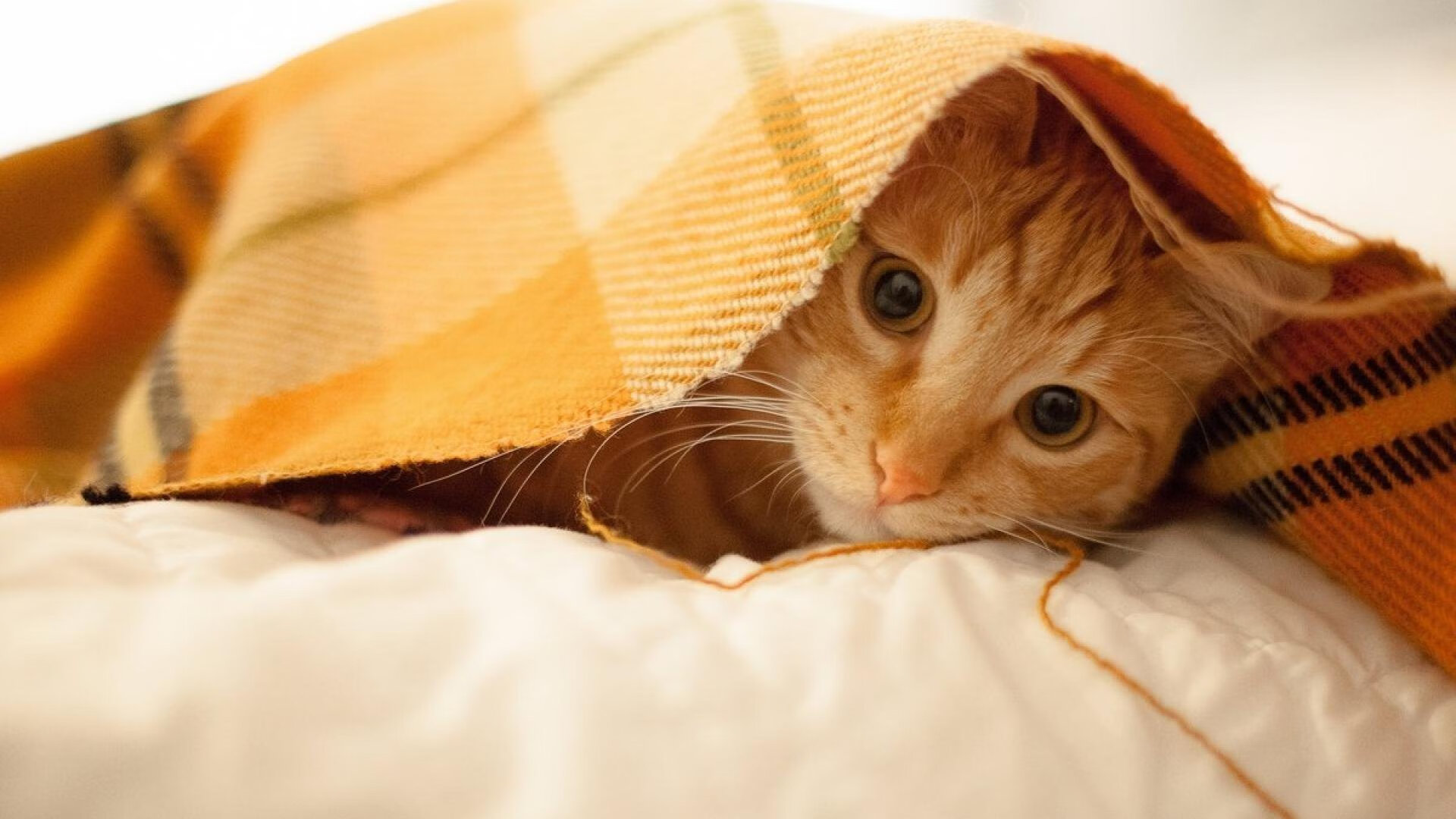 女子举重青年组选手稳定发挥力压群芳,女子举重队名单