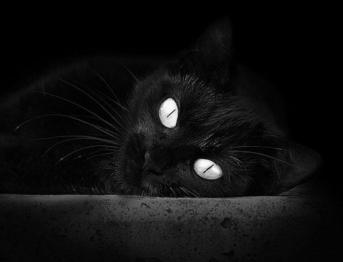 张雨霏接力比赛中发挥稳定表现出色，张雨菲 接力