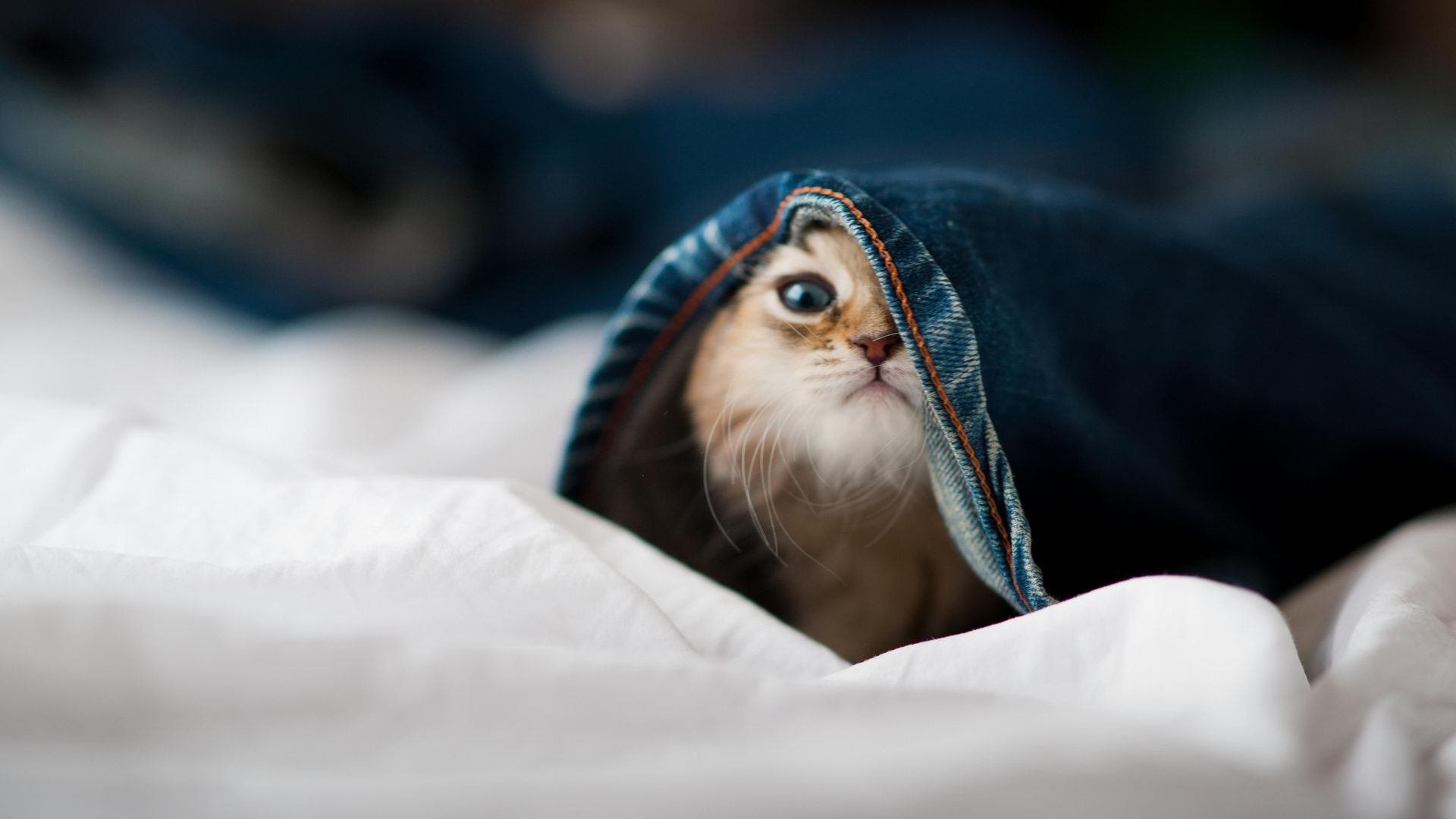 水球比赛中立代表队A防守反击有章法,水球比赛中球最多在手中停留多少秒