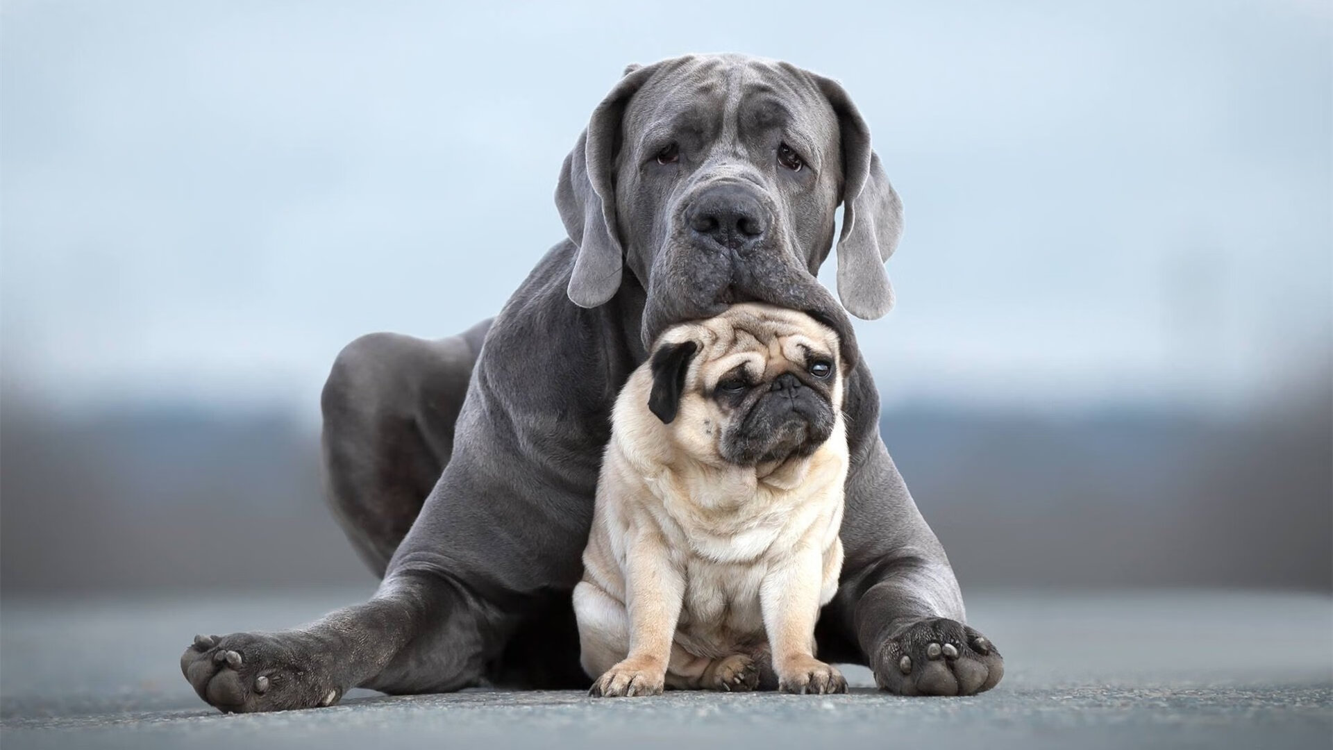 青少年足球研究课题启动支持校园足球发展决策,青少年足球比赛方案